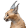 demo-attachment-255-beautiful-caracal-lynx-over-black-background-2LY36JN