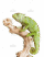 demo-attachment-1178-graceful-chameleon-PEWXWX6-2