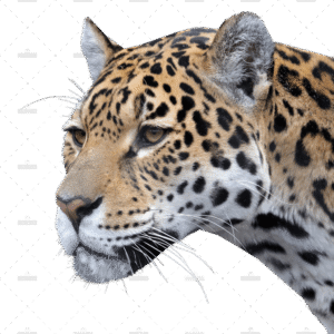demo-attachment-1337-zoo-80-1